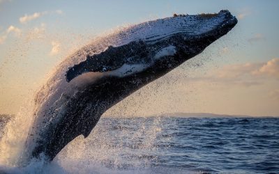 Palawan Waters Now Have Pilot Whales & Dolphins!